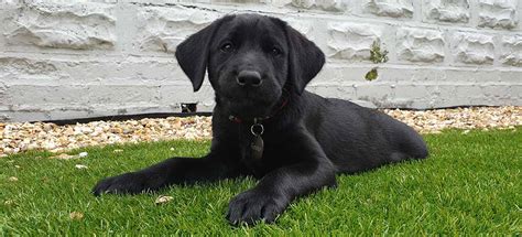 Cute Black Lab Puppies Sleeping