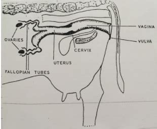 Female Cow Reproductive System Diagram - calibretips