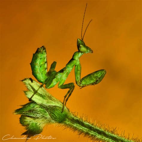 Mantis, FREE Stock Photo: Praying Mantis, Macro Photo, Royalty-Free Insect Stock Image