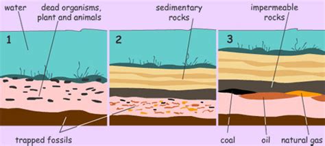 Formation of Coal and Other Fossil Fuels - Detailed Explanation