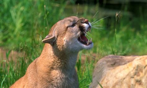 Mountain Lion Teeth: Everything You Need To Know - A-Z Animals