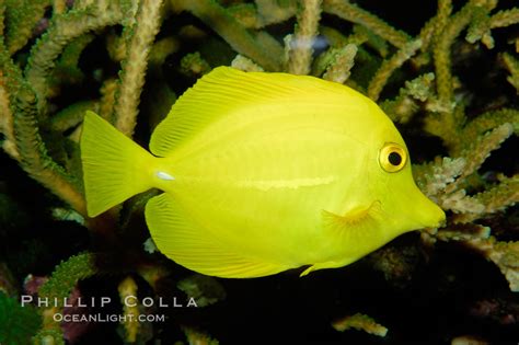 Yellow tang, Zebrasoma flavescens photo, #09439