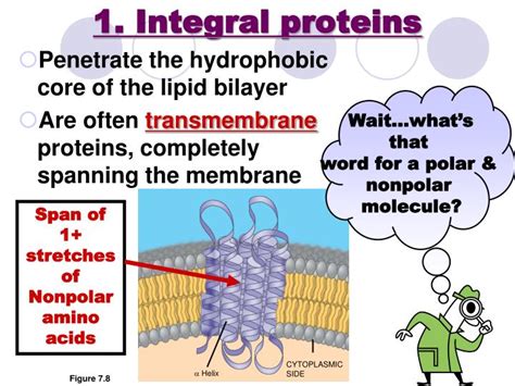 Integral Membrane Proteins Function - 1.3 Membrane structure ...