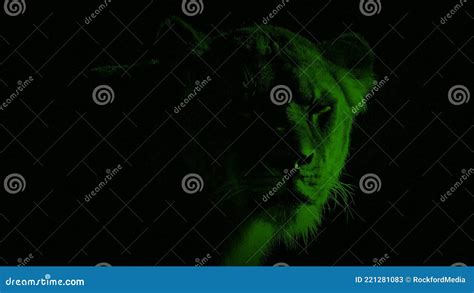 Nightvision Lioness with Glowing Eyes Stock Video - Video of night, looking: 221281083