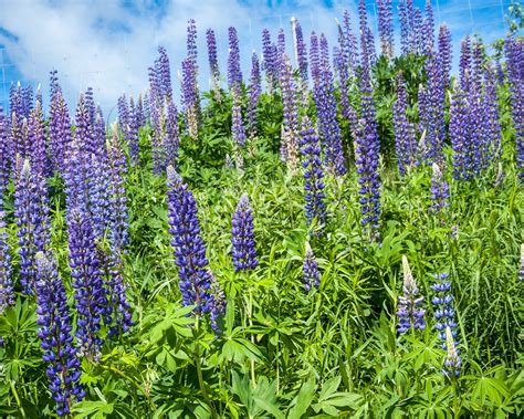 Lupine Plant Profile | Sylvan Gardens Landscape