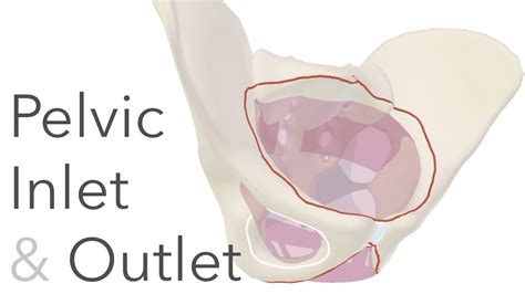 What is the True Pelvis? - Pelvic Inlet & Outlet Anatomy - YouTube