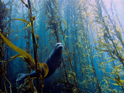 Climate Change Is Taking A Toll On Australia's Vast Kelp Forest As It's Dying Due To Heat Waves