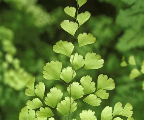 4 Indoor Ferns That Are Perfect for Home Decor - Greeny Thumbs