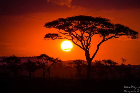 Savana Sunset | Serena_Panzini | Flickr