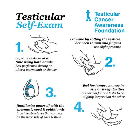 Testicular Self-Exams — Testicular Cancer Awareness Foundation