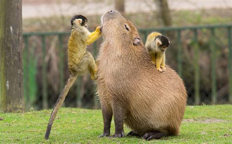 Cute Capybara Wallpapers - Top Free Cute Capybara Backgrounds - WallpaperAccess