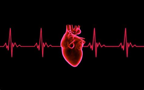 Free photo: Beating Heart - ECG Graph - Analysis, Line, Graphic - Free ...