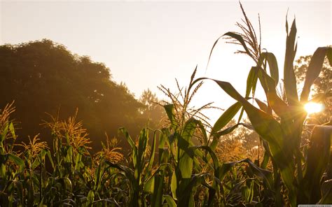 Corn Fields Wallpapers - Wallpaper Cave