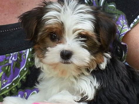 Our new Parti Yorkie! | Yorkshire terrier puppies, Yorkie puppy, Puppies