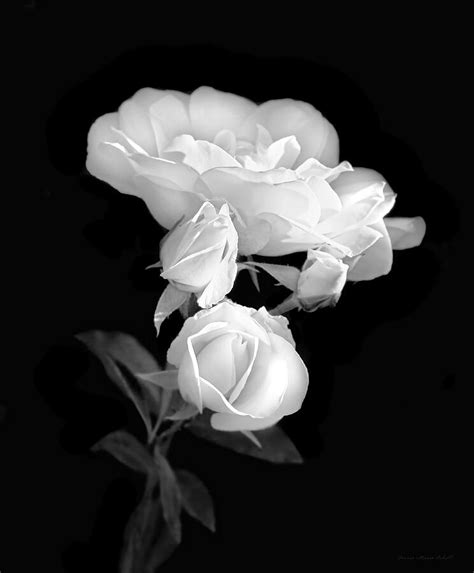 White Roses In The Moonlight Black And White Photograph by Jennie Marie Schell