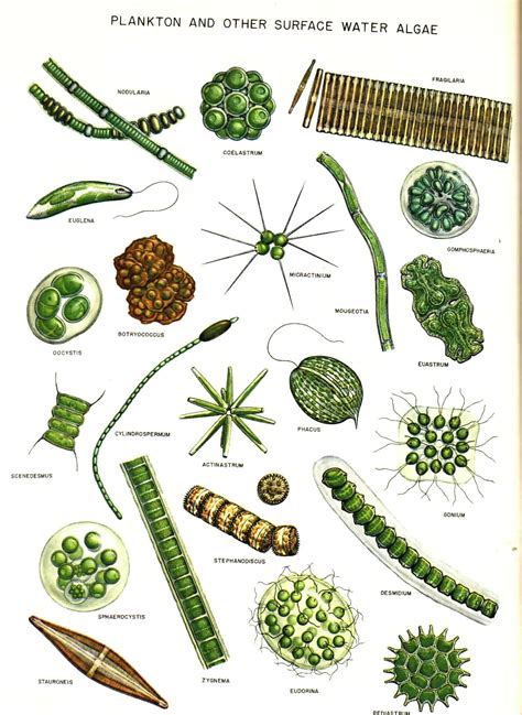 Green Algae Drawing at GetDrawings | Free download