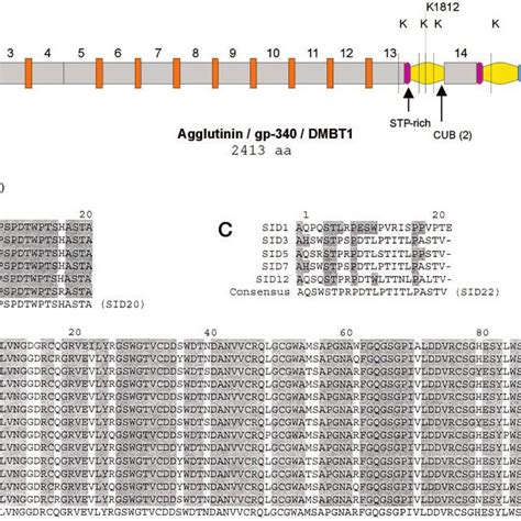 Salivary agglutinin/DMBT1/gp-340. A, domain composition of salivary ...