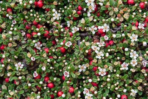 Cotoneaster Bonsai Growth and Care Guide - Backyard Boss