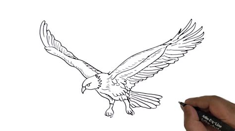 How to draw Flying Eagle easy and step by step. - YouTube