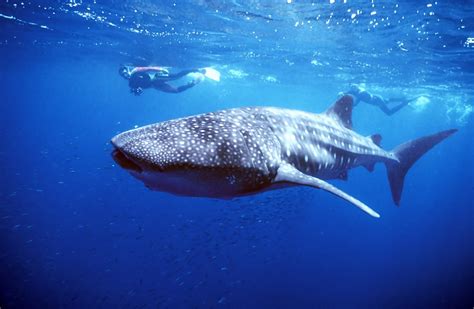 Diving With Whale Sharks In Donsol, Philippines | Going Places by Malaysia Airlines