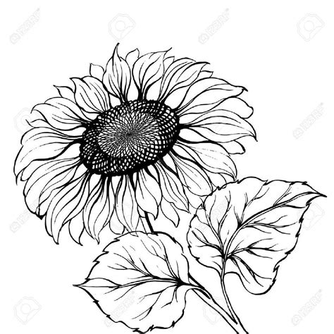 Sunflower Black And White Vector at Vectorified.com | Collection of ...