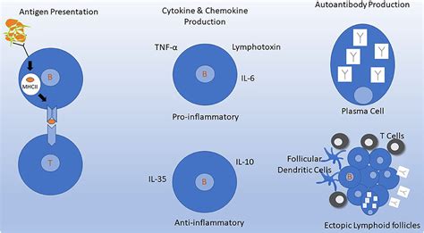 Frontiers | Anti-CD20 B Cell Treatment for Relapsing Multiple Sclerosis