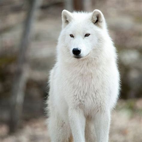 Arctic Wolf by WolvesOnly | White wolf dog, Arctic wolf, Wolf dog