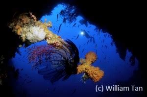 Diving Sulawesi in Gorontalo, Indonesia's hidden paradise