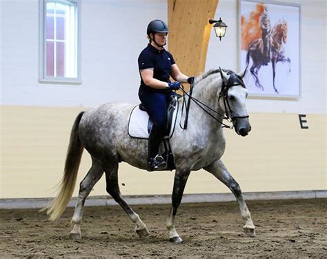 Functionality in Equitation: Balance, the Key in Equitation