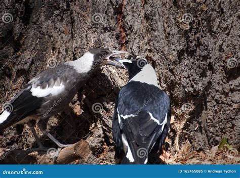 Magpie Mother Feeding Its Young Stock Image - Image of mother, background: 162465085