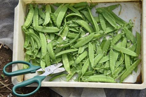 Harvesting Snow peas. stock image. Image of food, growth - 246924723