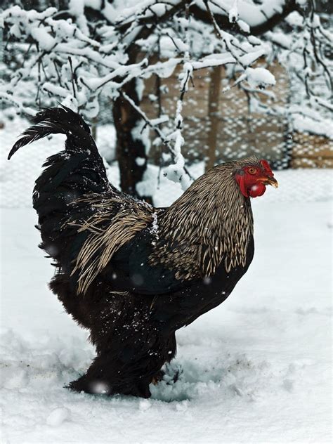 15 Chicken Breeds That Do Well in Cold Weather (with Pictures) | Pet Keen