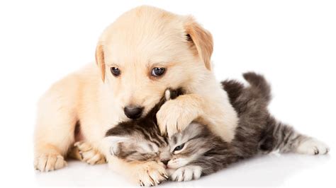 🔥 [76+] Puppies And Kittens Wallpapers | WallpaperSafari