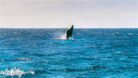 Baby Breach | Baby Humpback Whale breaching the surface of t… | Flickr