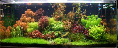 125 Gallon Freshwater Planted Dutch Tank – Rainforest Concepts