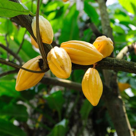 WHAT IS CACAO FRUIT? - Living Lotus Chocolate