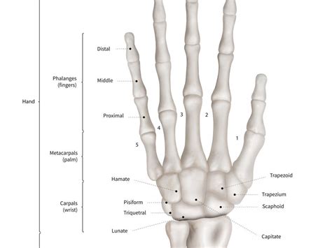 Triquetral Bone : Information and translations of triquetral bone in the most comprehensive ...