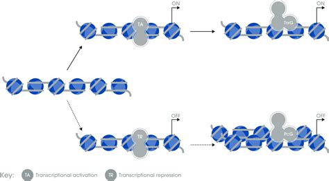 Chromatin remodeling guide: Polycomb and Trithorax| Abcam