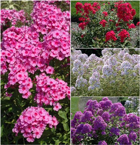 Phlox paniculata Assorted Garden Phlox | Garden Center Marketing