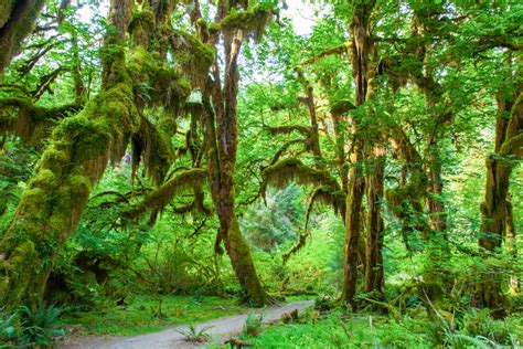 Hoh Rain Forest - The Seven Wonders of Washington State