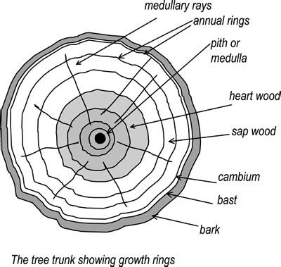 Sapwood and Heartwood