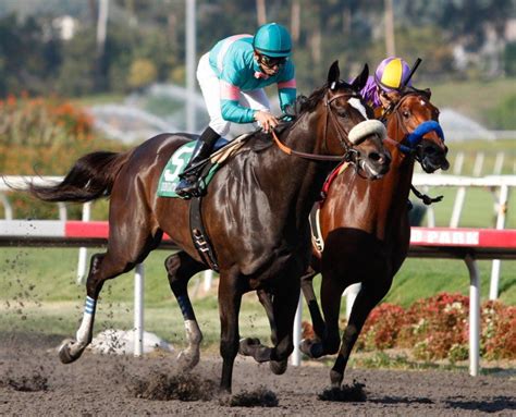 The Legend at Work | Zenyatta horse, Thoroughbred horse racing, Horses