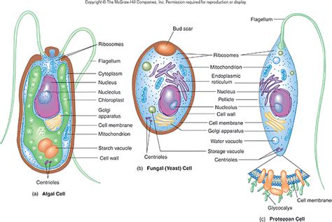 Types Of Protozoans