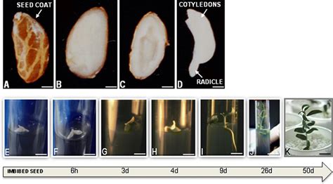 Macroscopic view of olive seed in vitro germination and seedling ...