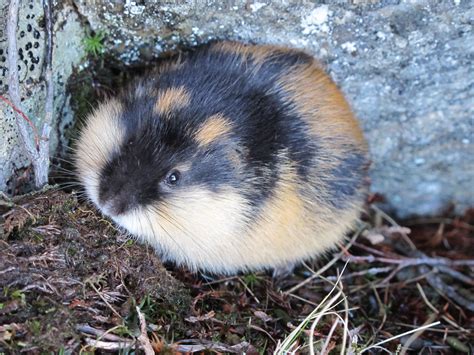 Norwegian Lemming (Lemmus lemmus), Setesdal Vesthei - Ryfylkeheiane ...