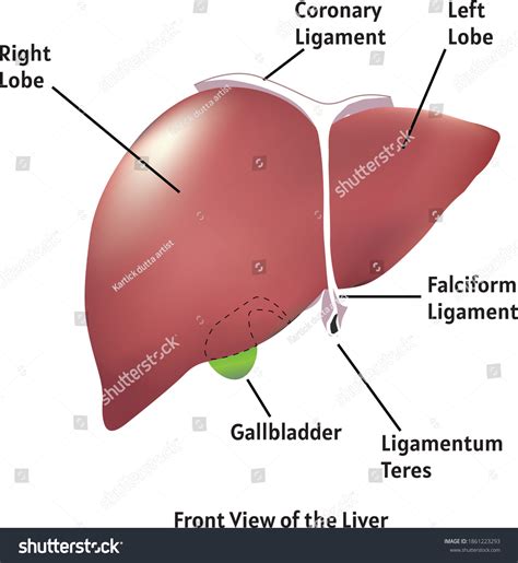 1,720 Liver Lobe Images, Stock Photos & Vectors | Shutterstock