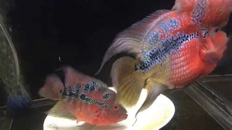 Flowerhorn Breeding- laying eggs. - YouTube