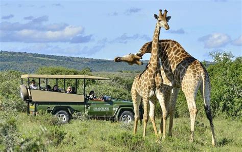 The best luxury safari experiences in South Africa — The Telegraph ...