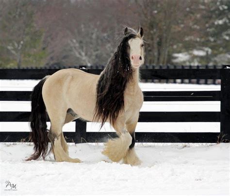 Pin on horses | Pretty horses, Beautiful horses, Horses