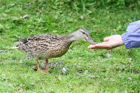 How to get ducks to stay at your pond | Hutch and Cage